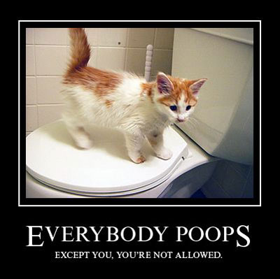 Cat-on-Toilet.jpg
